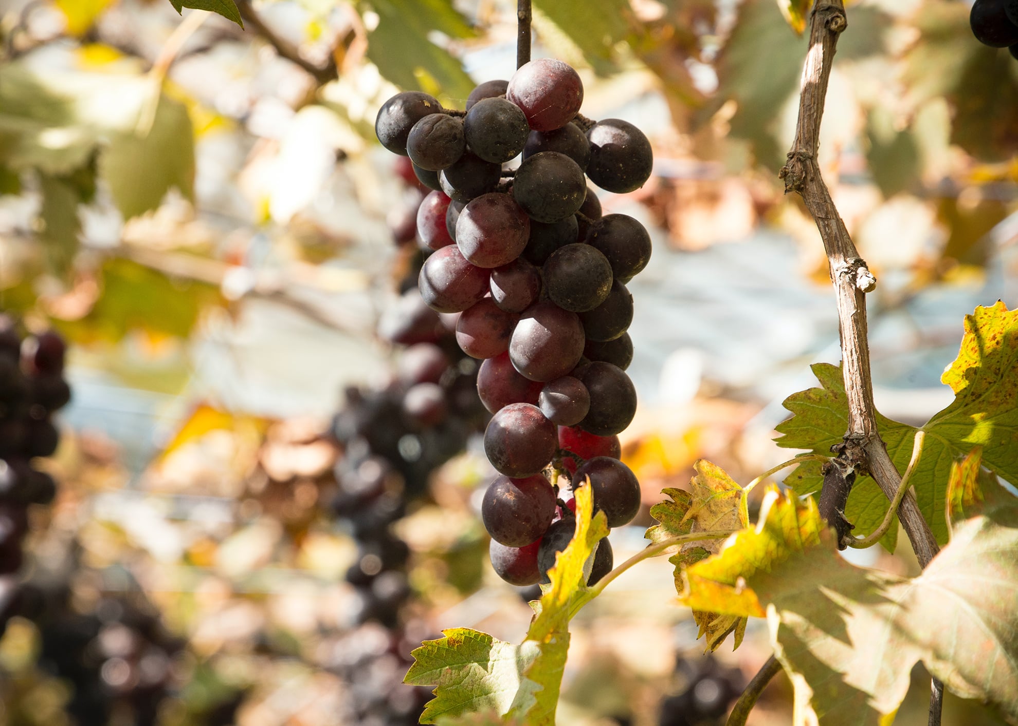 wine-about-8-copyright wine-about-8-copyright